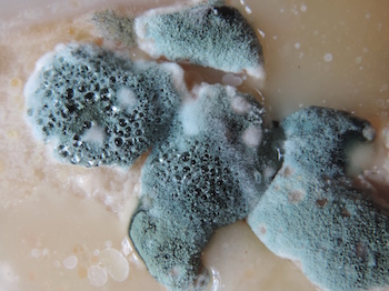 Is mold making you sick?  Ohio State Health & Discovery