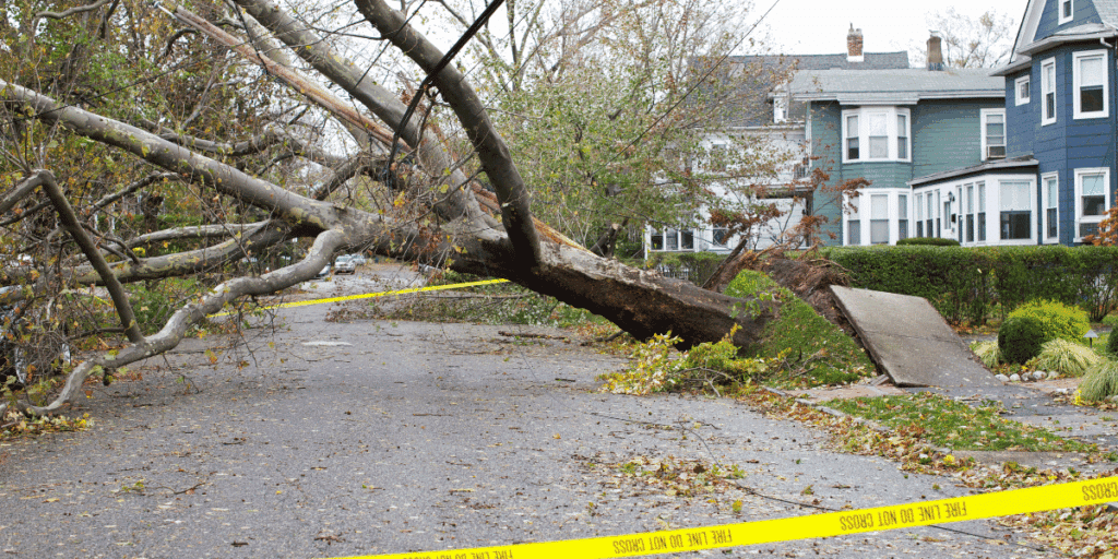 Fallen tree on road
