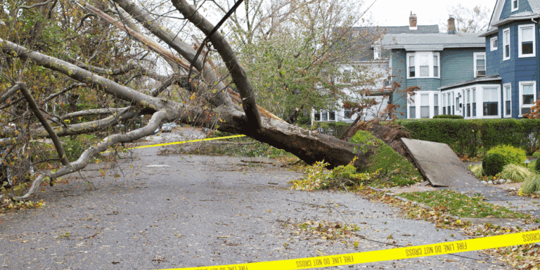 Fallen tree on road