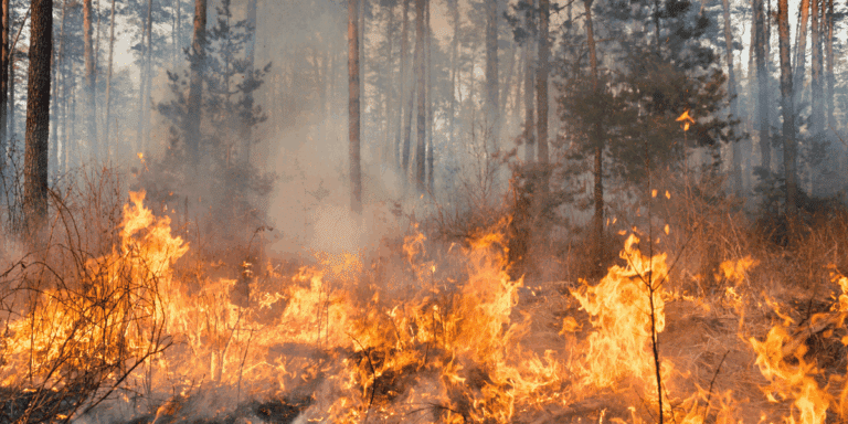 Wildfire in forest